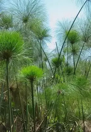 Papyrus plant